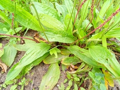 Plantago depressa