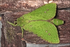 Aenetus eximia