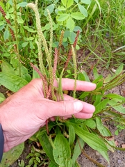 Plantago depressa