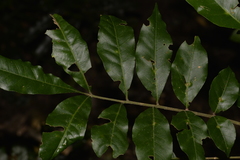 Dysoxylum fraserianum