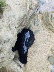 Holothuria leucospilota