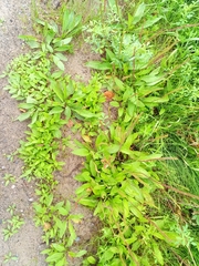 Plantago depressa