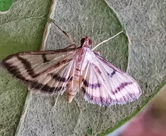 Perisyntrocha anialis
