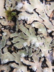Pyxine sorediata image