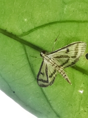 Perisyntrocha anialis