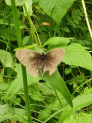 Aphantopus hyperantus