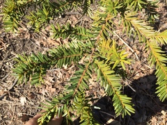 Taxus cuspidata