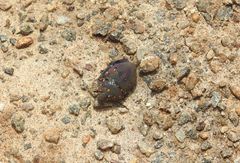 Solenosthedium rubropunctatum