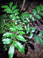 Dysoxylum fraserianum