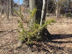 Taxus cuspidata