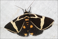 Fodina ostorius