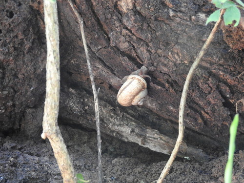 Cyclophorus polynema observed 2021-07-17