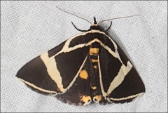 Fodina ostorius