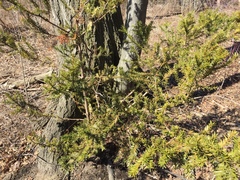 Taxus cuspidata