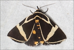 Fodina ostorius