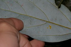 Aleurocanthus ceracroceus