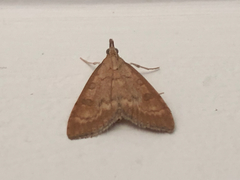 Udea fulvalis