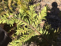 Taxus cuspidata