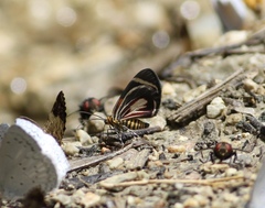 Eutrepsia haemataria