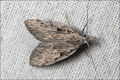 Nola vernalis