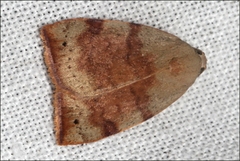 Detounda leptoplasta