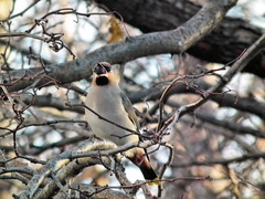 Bombycilla garrulus