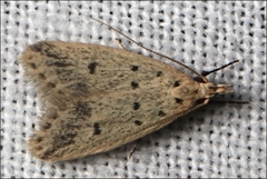 Atheropla decaspila