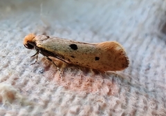 Tinea trinotella