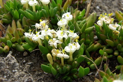 Wilsonia backhousei