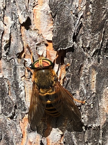 Hybomitra tarandina