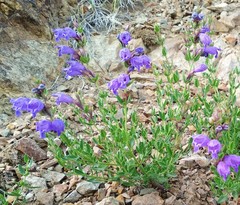 Dracocephalum peregrinum