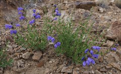 Dracocephalum peregrinum