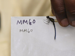 Chlorocypha aphrodite