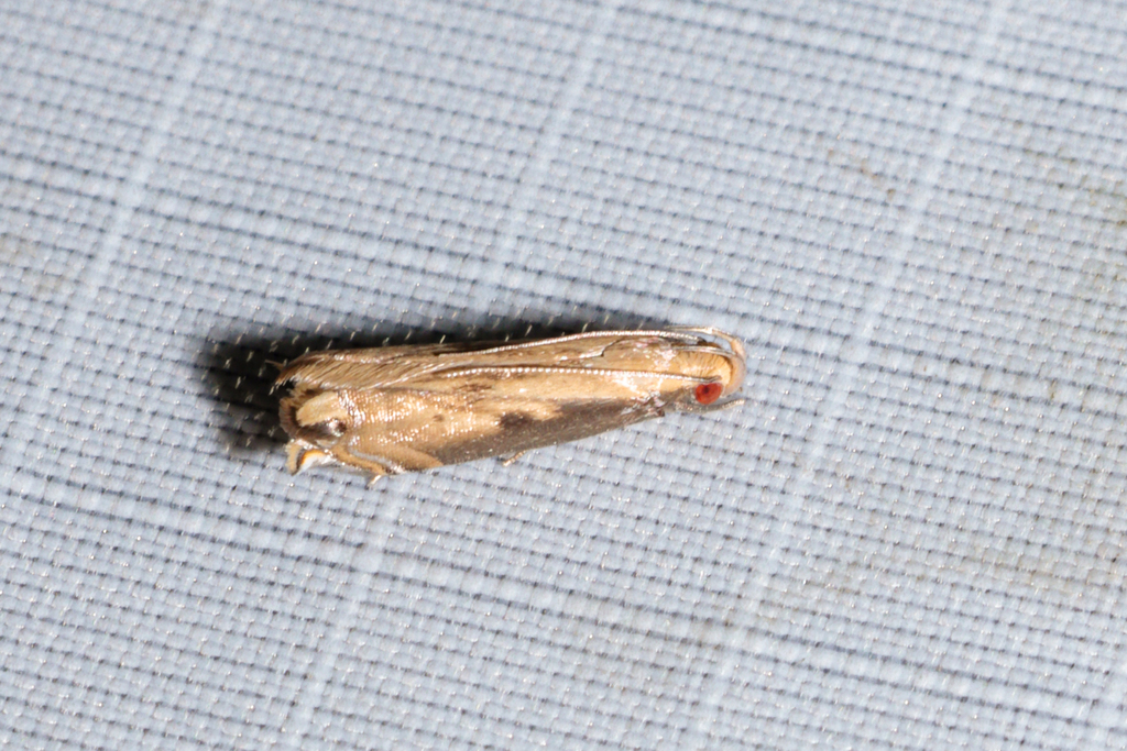 Idiophantis soreuta
