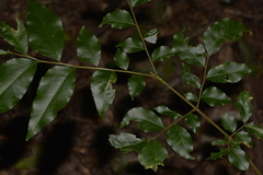 Pararchidendron pruinosum