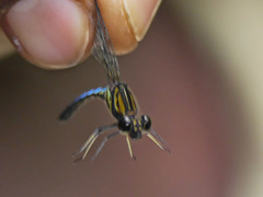 Chlorocypha aphrodite