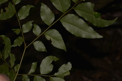 Pararchidendron pruinosum