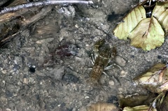 Austropotamobius torrentium