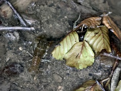 Austropotamobius torrentium