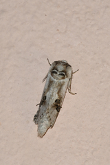 Parahypopta caestrum