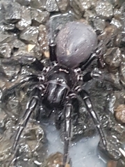 Hadronyche venenata