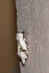 Parahypopta caestrum