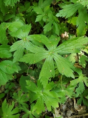 Anemonastrum canadense