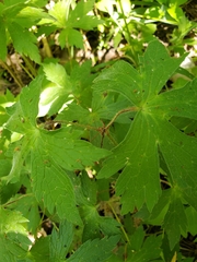 Anemonastrum canadense