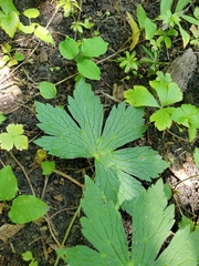 Anemonastrum canadense