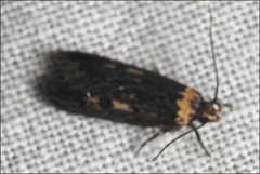 Barea codrella
