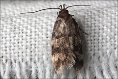 Barea subviridella