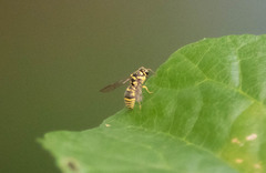 Stenodyneriellus guttulatus