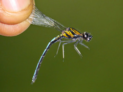 Chlorocypha aphrodite