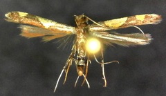 Caloptilia bimaculatella